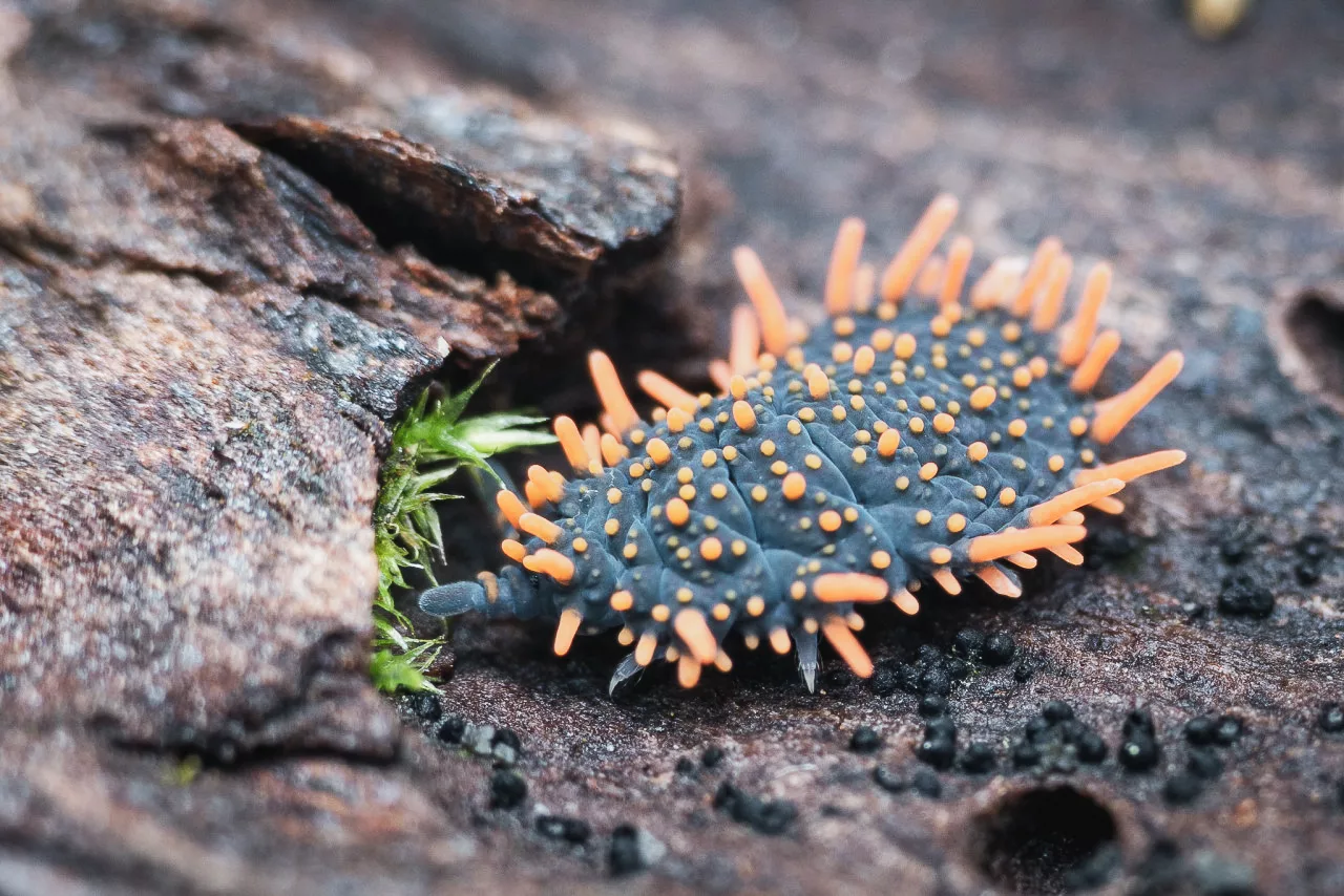 soil fauna ecology phd damienbr cc-by-nc