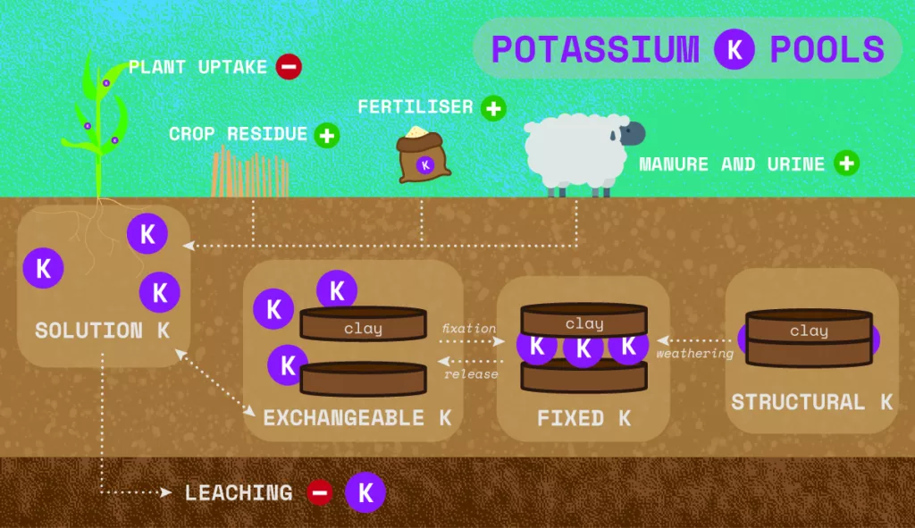 soil k pools