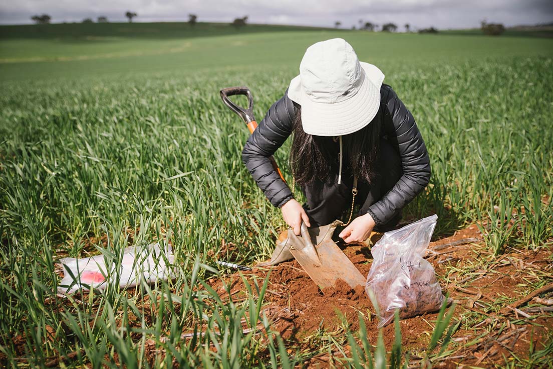 miaomiao cheng soil potassium testing loamy soil