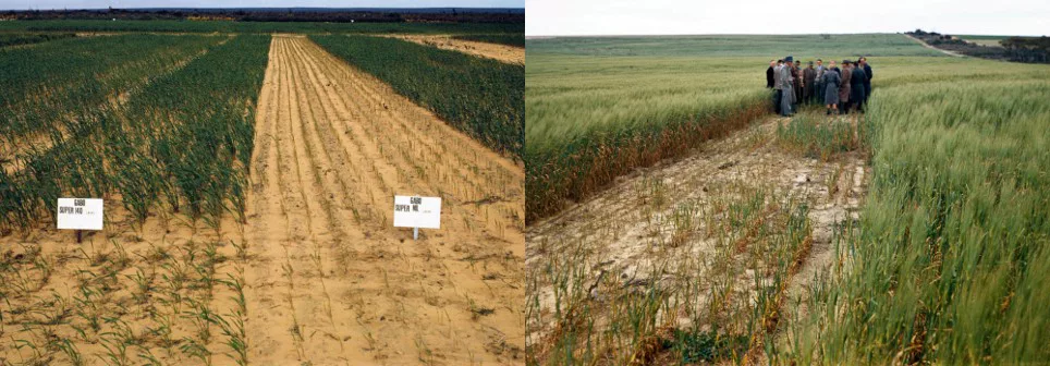 1960s phosphorus trials WA DPIRD