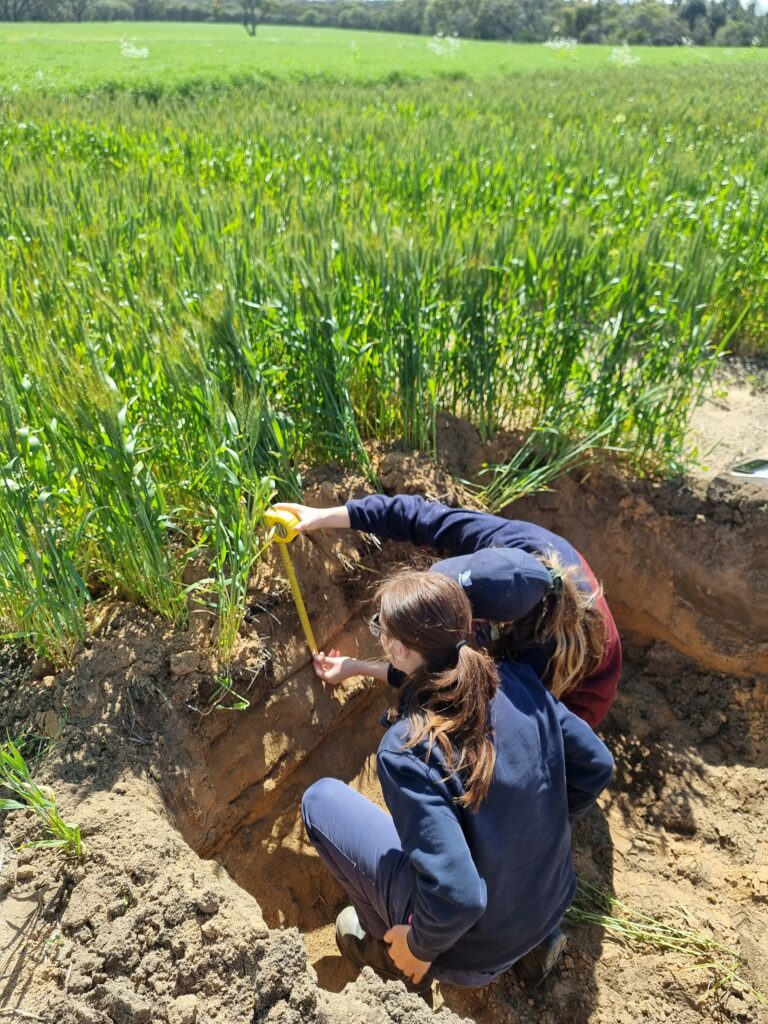 Crop and Pasture Science students inspect a soil pit at Bolgart