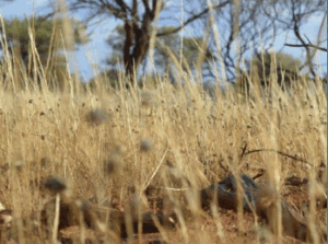 A semi-arid ecosystem