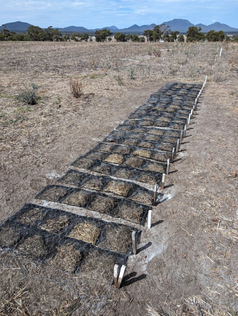 Crop litter decay at Konnongorring